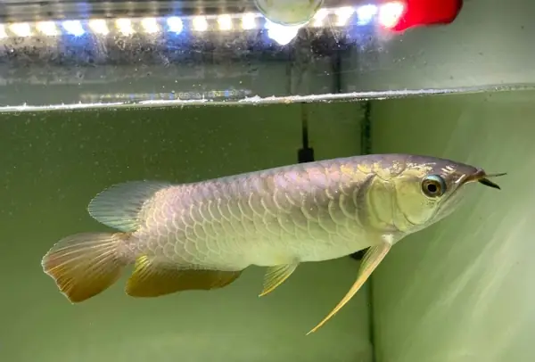 Cách Chọn Cá Rồng Đẹp Đầy Đủ Và Chi Tiết Nhất Cách Chọn Cá Rồng Đẹp Đầy Đủ Và Chi Tiết Nhất