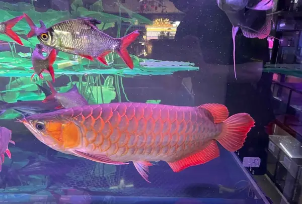 cách Chọn Cá Rồng Quá Bối, Cách Lựa Cá Rồng Huyết Long cách Chọn Cá Rồng Quá Bối, Cách Lựa Cá Rồng Huyết Long