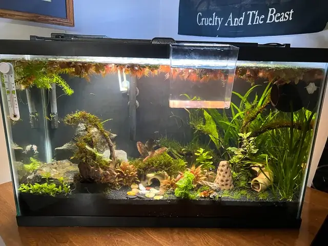 Hướng Dẫn Chi Tiết Cách Chọn Cá Xiêm Đá Khỏe Mạnh, Chuẩn Xác Nhất