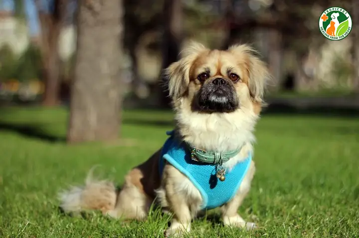 Có Nên Nuôi Chó Bắc Kinh Lai Nhật Không? Có Nên Nuôi Chó Bắc Kinh Lai Nhật Không?