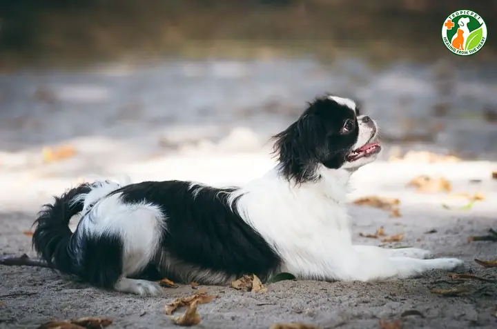 Đặc Điểm Ngoại Hình Và Tính Cách Đặc Điểm Ngoại Hình Và Tính Cách