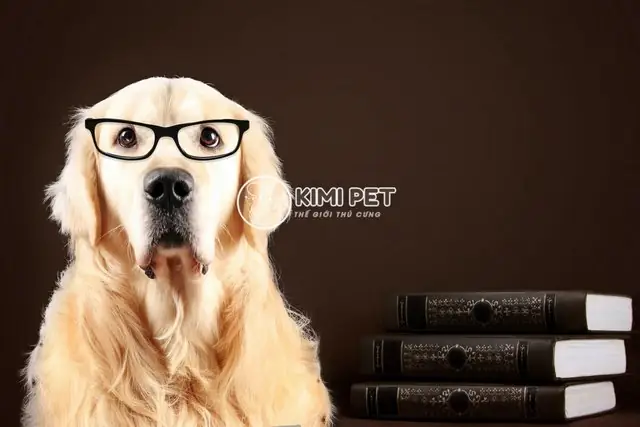 Cách Chọn Chó Khôn Dựa Vào Đuôi