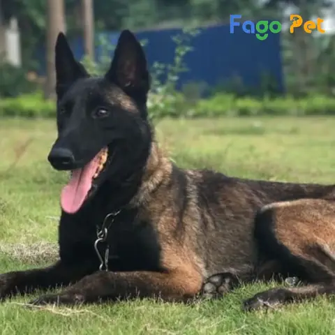 Hướng Dẫn Cách Chọn Chó Malinois Khôn