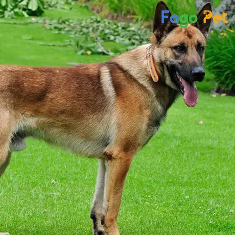 Những Lưu Ý Khi Chọn Chó Becgie