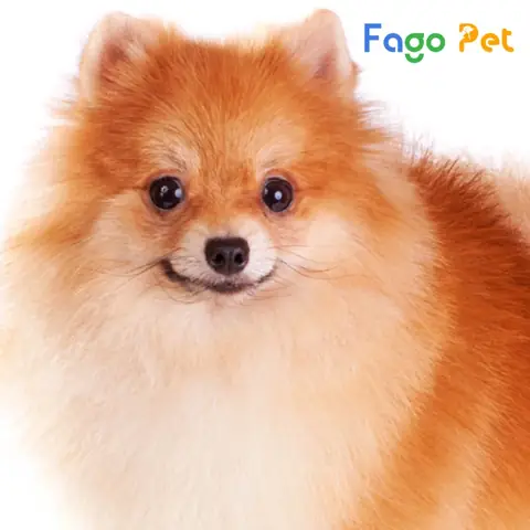 Những Lưu Ý Về Khi Chọn Chó Phốc Sóc