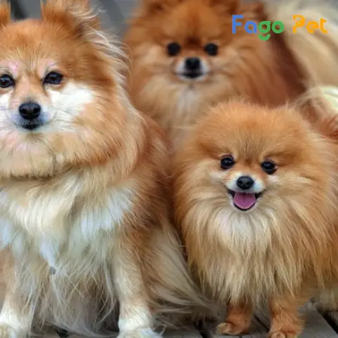 Phần Chân Của Chó Cũng Cần Được Xem Kỹ