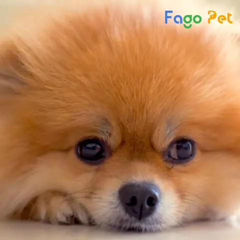 Hướng Dẫn Cách Chọn Chó Phốc Sóc Chuẩn Dựa Trên Đặc Điểm Ngoại Hình