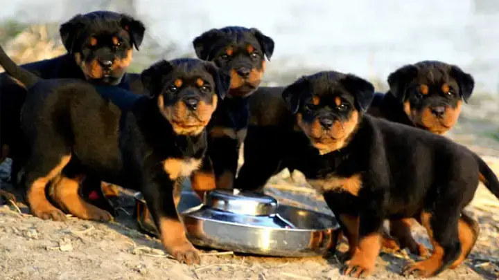 Những Sai Lầm Cần Tránh Khi Chọn Rottweiler Con