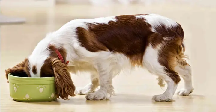 Chó Bỏ Ăn Phải Làm Sao Chó Bỏ Ăn Phải Làm Sao