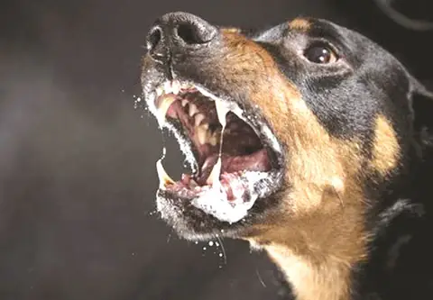 Cách Chữa Trị Bệnh Dại Ở Chó