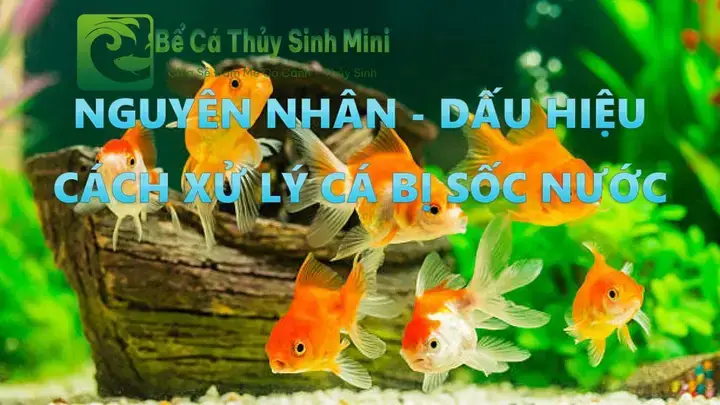 Sốc Nước Ở Cá La Hán Là Gì Và Dấu Hiệu Nhận Biết