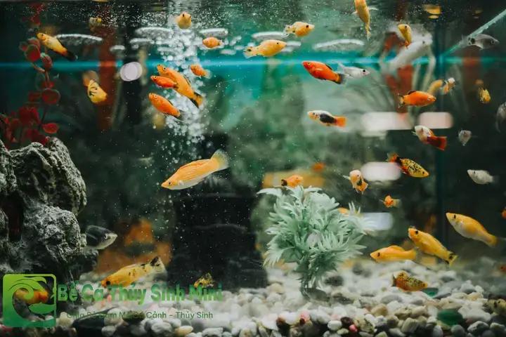 Cách Chữa Cá La Hán Bị Sốc Nước: Hướng Dẫn Chi Tiết