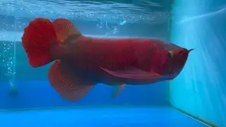 Cách Trị Cá Rồng Bị Tuột Nhớt Cách Trị Cá Rồng Bị Tuột Nhớt