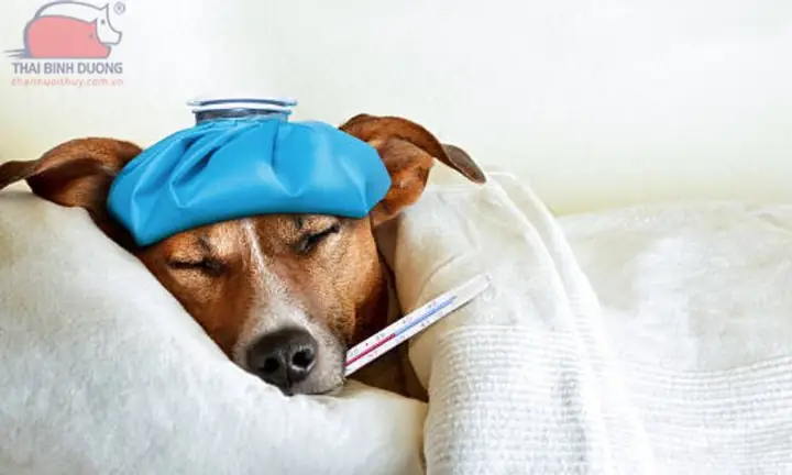 Cách Chữa Chó Bị Cảm Lạnh: Hướng Dẫn Chăm Sóc Toàn Diện Tại Nhà Cách Chữa Chó Bị Cảm Lạnh: Hướng Dẫn Chăm Sóc Toàn Diện Tại Nhà