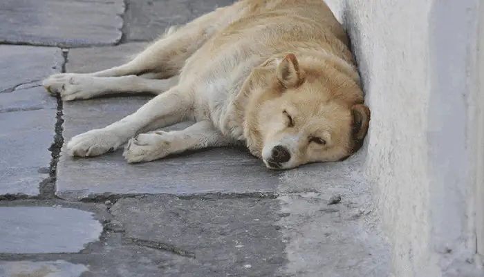 Cách Chữa Chó Bị Nóng Trong