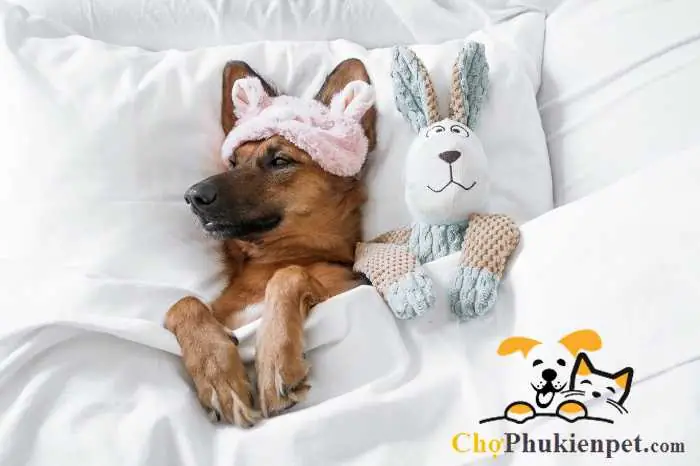 Cách Chữa Chó Bị Trúng Gió Liệt Chân