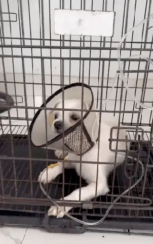 Viêm Amidan Ở Chó Là Gì Và Tại Sao Chó Lại Mắc Bệnh?