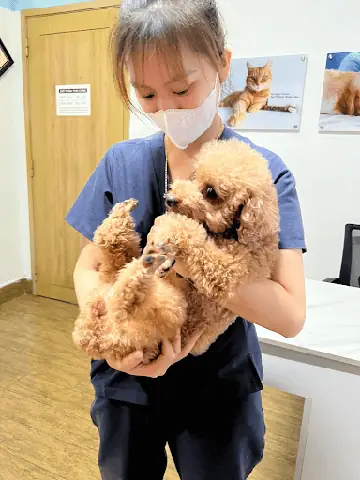 Dấu Hiệu Nhận Biết Chó Bị Viêm Amidan