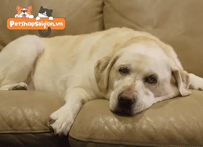 Phải Làm Gì Khi Chó Bị Trúng Gió