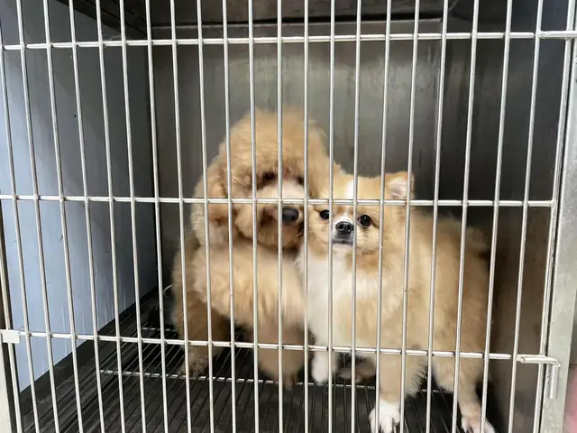 Dấu Hiệu Chó Con Bị Sặc Sữa Vào Phổi