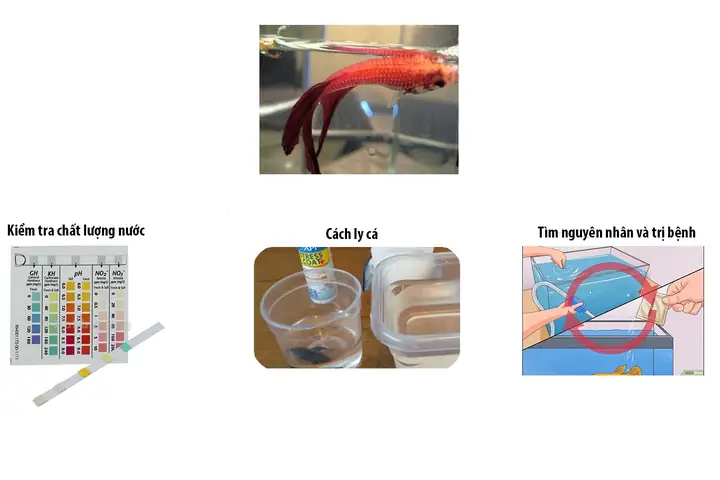 Làm Thế Nào Để Cứu Cá Betta Hấp Hối Làm Thế Nào Để Cứu Cá Betta Hấp Hối