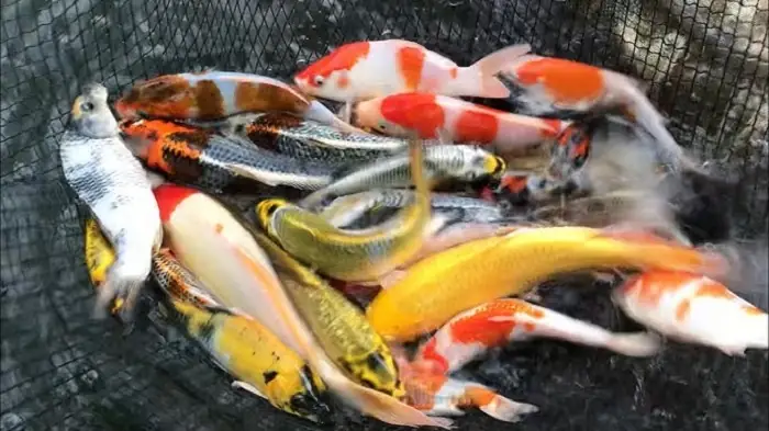 Cách Cứu Cá Cảnh Sắp Chết