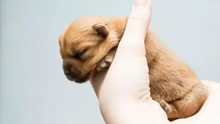 Cách Chăm Sóc Chó Con Mới Đẻ Bị Yếu