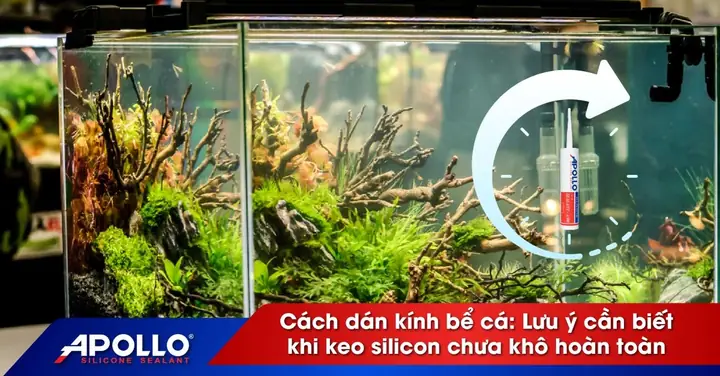 Keo Silicon Dán Kính Bể Cá Bao Lâu Khô? Lưu Ý Cần Biết