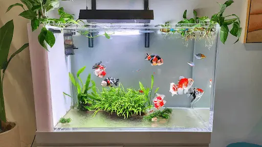 Kiểm Tra Độ Kín Nước Của Bể Cá