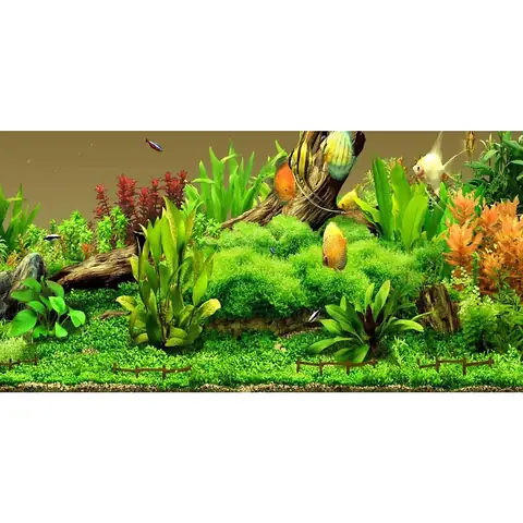 Ở Đâu Bán Phông Nền Bể Cá Chất Lượng Và Giá Tốt? Ở Đâu Bán Phông Nền Bể Cá Chất Lượng Và Giá Tốt?