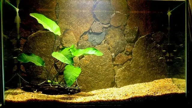 Ở Đâu Bán Phông Nền Bể Cá Chất Lượng Và Giá Tốt? Ở Đâu Bán Phông Nền Bể Cá Chất Lượng Và Giá Tốt?