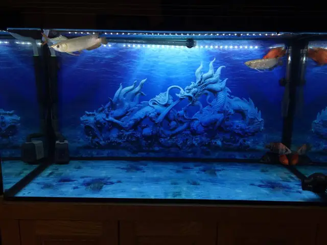 Ở Đâu Bán Phông Nền Bể Cá Chất Lượng Và Giá Tốt? Ở Đâu Bán Phông Nền Bể Cá Chất Lượng Và Giá Tốt?