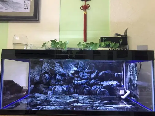 Ở Đâu Bán Phông Nền Bể Cá Chất Lượng Và Giá Tốt? Ở Đâu Bán Phông Nền Bể Cá Chất Lượng Và Giá Tốt?