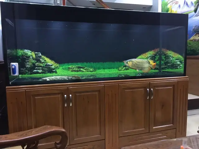 Ở Đâu Bán Phông Nền Bể Cá Chất Lượng Và Giá Tốt? Ở Đâu Bán Phông Nền Bể Cá Chất Lượng Và Giá Tốt?