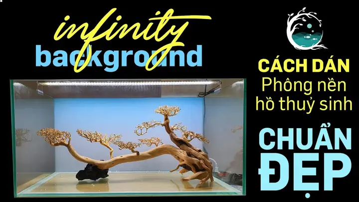 Ở Đâu Bán Phông Nền Bể Cá Chất Lượng Và Giá Tốt? Ở Đâu Bán Phông Nền Bể Cá Chất Lượng Và Giá Tốt?