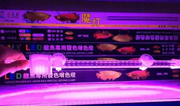 Hướng Dẫn Chi Tiết Cách Đánh Đèn Cho Cá Rồng Quá Bối Hiệu Quả Và An Toàn Hướng Dẫn Chi Tiết Cách Đánh Đèn Cho Cá Rồng Quá Bối Hiệu Quả Và An Toàn