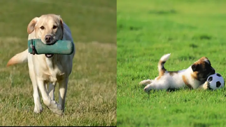 Cách Huấn Luyện Chó Nhặt Đồ Mang Lại