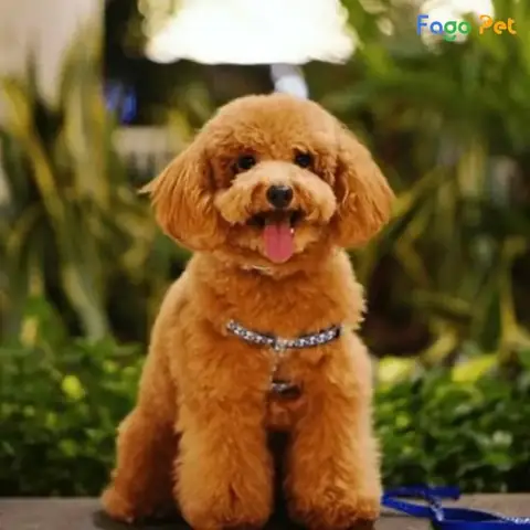 Những Lưu Ý Khi Dạy Chó Poodle Lạy