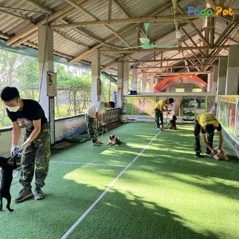 Trung Tâm Huấn Luyện Chó, Dạy Poodle Lạy Uy Tín, Giá Tốt