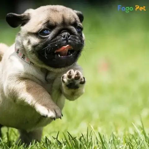 Nên Làm Gì Khi Chó Pug Đi Vệ Sinh Sai Chỗ