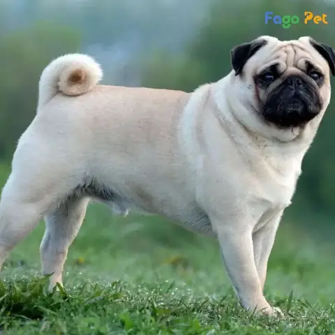 Cách Dạy Chó Pug Đi Vệ Sinh Đúng Chỗ