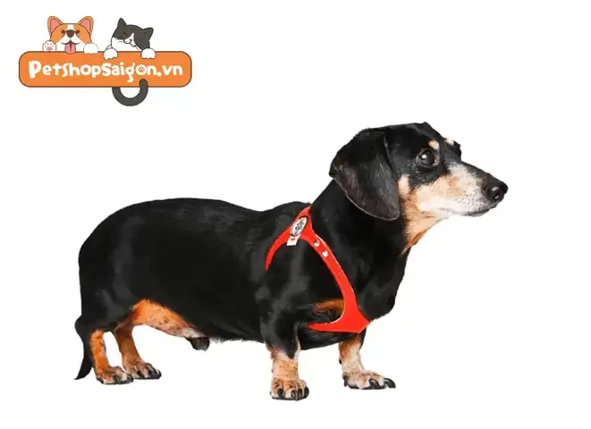 Phân Loại Các Thiết Kế Dây Dắt Dành Cho Cún Cưng