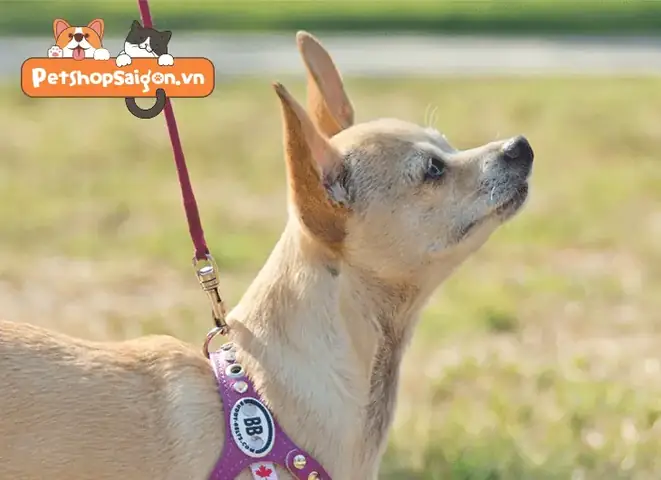 Cách Đeo Dây Dắt Yếm Cho Chó: Tại Sao Chó Cần Dây Dắt Yếm?