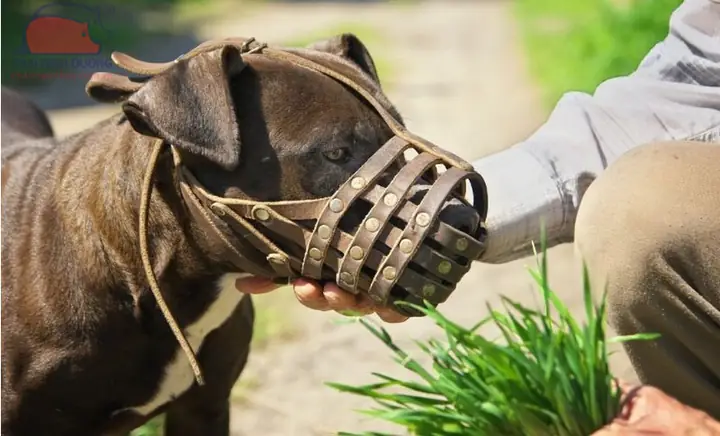 Cách Đeo Rọ Mõm Cho Chó