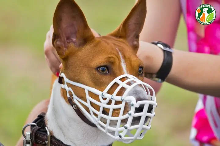 Cách Đeo Rọ Mõm Cho Chó Cực Đơn Giản