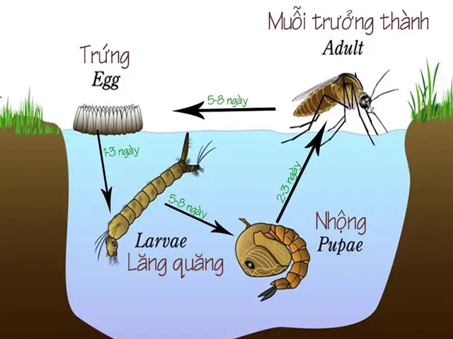 🔴diệt Loăng Quoăng Là Vô Cùng Cần Thiết Với Bể Cá Koi