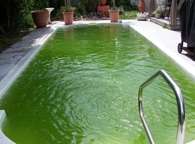 Cách Khử Rêu Trong Bể Nước Vô Cùng Đơn Giản