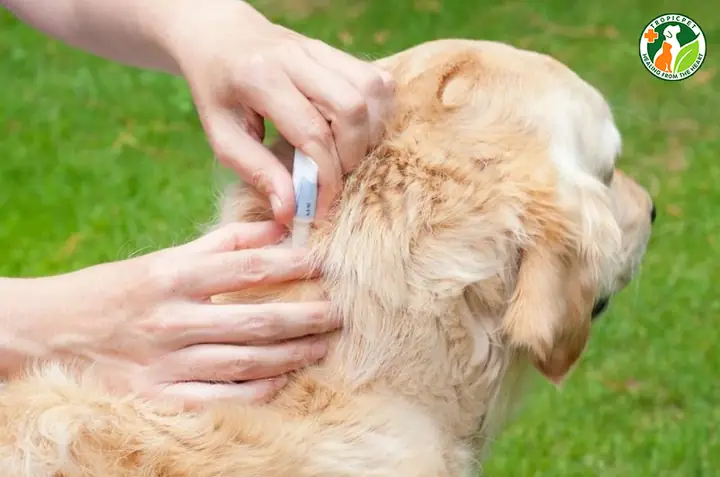 Cho Chó Dùng Thuốc Hoặc Các Sản Phẩm Ngừa Ve Rận