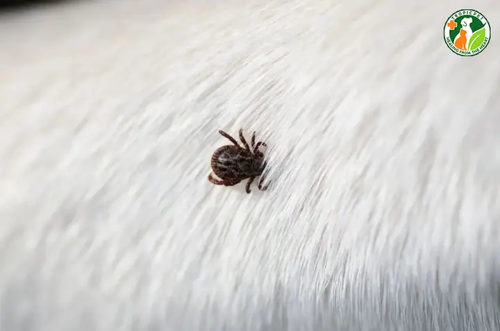 Ve Chó Có Sống Lâu Ngoài Môi Trường Không?