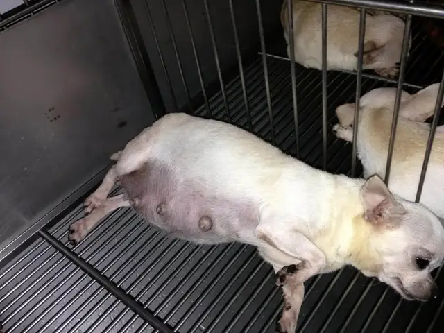 Những Dấu Hiệu Nhận Biết Chó Sắp Đẻ